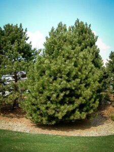 Сосна Чёрная (Pinus Nigra) купить по цене от 270.00р. в интернет-магазине «Посадика» с доставкой почтой в в Сосногорске и по всей России – [изображение №1].