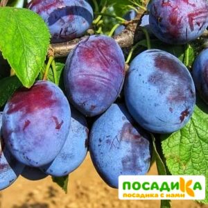 Слива Чачакская ранняя купить по цене от 229.00р. в интернет-магазине «Посадика» с доставкой почтой в в Сосногорске и по всей России – [изображение №1].