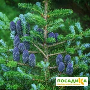 Пихта корейская (Abies koreana) купить по цене от 450.00р. в интернет-магазине «Посадика» с доставкой почтой в в Сосногорске и по всей России – [изображение №1].