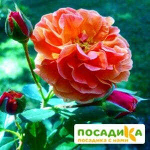 Роза Арабия купить по цене от 350.00р. в интернет-магазине «Посадика» с доставкой почтой в в Сосногорске и по всей России – [изображение №1].