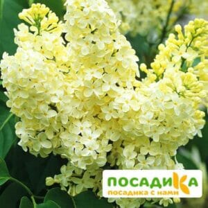 Сирень Примроуз (Primrose) купить по цене от 529.00р. в интернет-магазине «Посадика» с доставкой почтой в в Сосногорске и по всей России – [изображение №1].