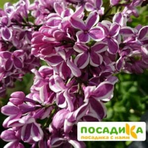 Сирень Сенсация купить по цене от 529.00р. в интернет-магазине «Посадика» с доставкой почтой в в Сосногорске и по всей России – [изображение №1].