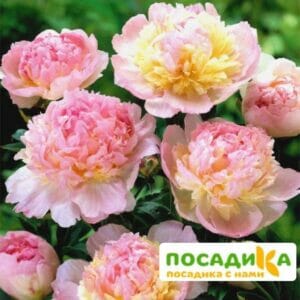 Пион Распберри Сандей (Paeonia Raspberry Sundae) купить по цене от 959р. в интернет-магазине «Посадика» с доставкой почтой в в Сосногорске и по всей России – [изображение №1].