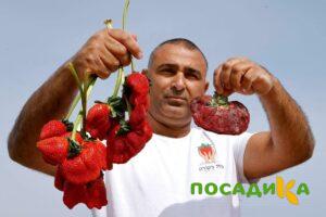 Клубника Гигант Джорнея купить по цене от 266р. в интернет-магазине «Посадика» с доставкой почтой в в Сосногорске и по всей России – [изображение №1].