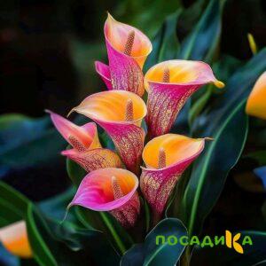 Калла Оникс купить по цене от 450р. в интернет-магазине «Посадика» с доставкой почтой в в Сосногорске и по всей России – [изображение №1].
