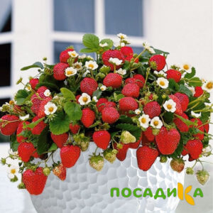 Клубника Рубиновый Шепот (горшечная) купить по цене от 240р. в интернет-магазине «Посадика» с доставкой почтой в в Сосногорске и по всей России – [изображение №1].