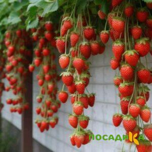 Клубника вьющаяся Комплимент купить по цене от 470р. в интернет-магазине «Посадика» с доставкой почтой в в Сосногорске и по всей России – [изображение №1].