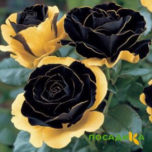 Роза Ханни Сикл купить по цене от 700р. в интернет-магазине «Посадика» с доставкой почтой в в Сосногорске и по всей России – [изображение №1].