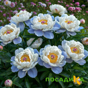 Пион акварельный Этюд купить по цене от 806р. в интернет-магазине «Посадика» с доставкой почтой в в Сосногорске и по всей России – [изображение №1].