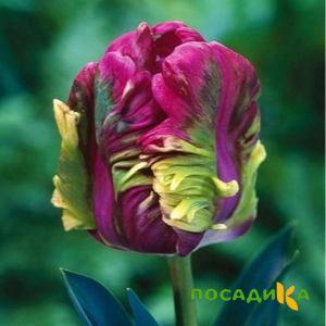 Тюльпан Экзотик Хэвен купить по цене от 186р. в интернет-магазине «Посадика» с доставкой почтой в в Сосногорске и по всей России – [изображение №1].