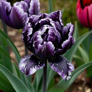 Тюльпан Индиго купить по цене от 600р. в интернет-магазине «Посадика» с доставкой почтой в в Сосногорске и по всей России – [изображение №1].