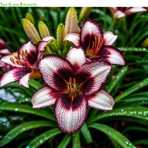 Лилейник Крим Сикл купить по цене от 799р. в интернет-магазине «Посадика» с доставкой почтой в в Сосногорске и по всей России – [изображение №1].