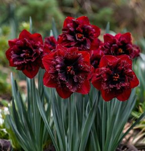 Нарцисс Сапфировый Бриз купить по цене от 3000р. в интернет-магазине «Посадика» с доставкой почтой в в Сосногорске и по всей России – [изображение №1].