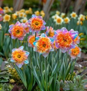 Нарцисс Айвери Дон купить по цене от 3000р. в интернет-магазине «Посадика» с доставкой почтой в в Сосногорске и по всей России – [изображение №1].