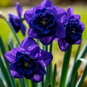 Нарцисс Арт Нуво купить по цене от 378р. в интернет-магазине «Посадика» с доставкой почтой в в Сосногорске и по всей России – [изображение №1].