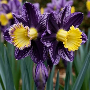 Нарцисс Акропоис купить по цене от 382р. в интернет-магазине «Посадика» с доставкой почтой в в Сосногорске и по всей России – [изображение №1].