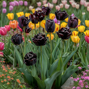 Тюльпан махровый Рейдинс Дарк купить по цене от 230р. в интернет-магазине «Посадика» с доставкой почтой в в Сосногорске и по всей России – [изображение №1].