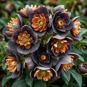 Морозник Блум Айс купить по цене от 499р. в интернет-магазине «Посадика» с доставкой почтой в в Сосногорске и по всей России – [изображение №1].