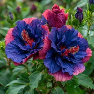 Гибискус Роуз Шайн купить по цене от 360р. в интернет-магазине «Посадика» с доставкой почтой в в Сосногорске и по всей России – [изображение №1].