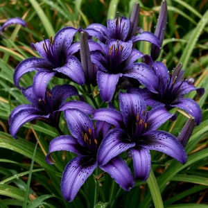 Лилейник Блю Айрис купить по цене от 324р. в интернет-магазине «Посадика» с доставкой почтой в в Сосногорске и по всей России – [изображение №1].