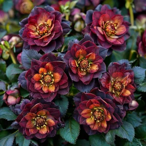 Морозник Сноу Дроп купить по цене от 348р. в интернет-магазине «Посадика» с доставкой почтой в в Сосногорске и по всей России – [изображение №1].