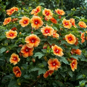 Гибискус Кристал Рэй купить по цене от 458р. в интернет-магазине «Посадика» с доставкой почтой в в Сосногорске и по всей России – [изображение №1].