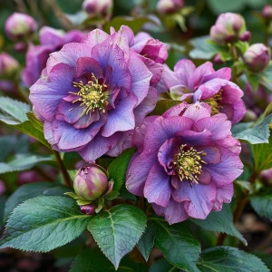 Морозник Айс Принцесс Чарм купить по цене от 650р. в интернет-магазине «Посадика» с доставкой почтой в в Сосногорске и по всей России – [изображение №1].