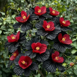 Гибискус Ройял Афеа купить по цене от 460р. в интернет-магазине «Посадика» с доставкой почтой в в Сосногорске и по всей России – [изображение №1].