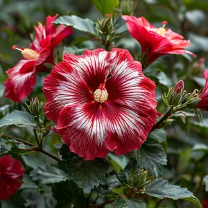 Гибискус Пурпл Мистик купить по цене от 360р. в интернет-магазине «Посадика» с доставкой почтой в в Сосногорске и по всей России – [изображение №1].