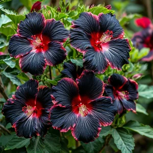 Гибискус садовый Файер Дэнсер купить по цене от 450р. в интернет-магазине «Посадика» с доставкой почтой в в Сосногорске и по всей России – [изображение №1].