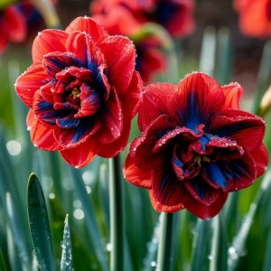 Нарцисс Эрличе купить по цене от 386р. в интернет-магазине «Посадика» с доставкой почтой в в Сосногорске и по всей России – [изображение №1].