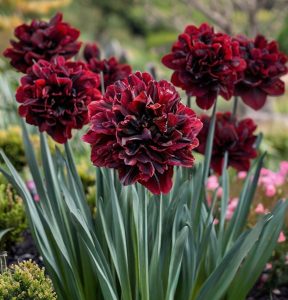 Нарцисс Малиновая Вуаль купить по цене от 3000р. в интернет-магазине «Посадика» с доставкой почтой в в Сосногорске и по всей России – [изображение №1].