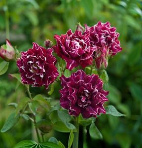 Роза Опаловый Пейзаж купить по цене от 490р. в интернет-магазине «Посадика» с доставкой почтой в в Сосногорске и по всей России – [изображение №1].